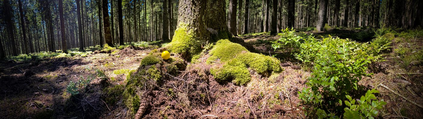 Ardennen Decorative image of a forrest. Including The Yellow Ball (de bal) as a copyright seal of Essentiedenkers.